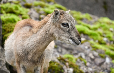 02-kmu-netzwerk-pilatus_event-tierpark-goldau