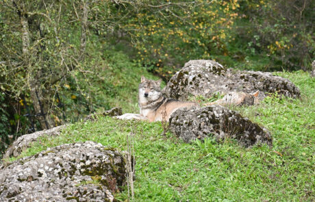 03-kmu-netzwerk-pilatus_event-tierpark-goldau