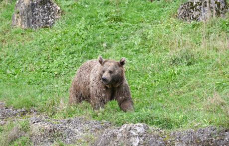 04-kmu-netzwerk-pilatus_event-tierpark-goldau