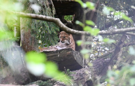 05-kmu-netzwerk-pilatus_event-tierpark-goldau